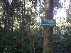 Walhi Riau Desak Tinjau Ulang Penghargaan Kalpataru