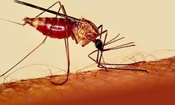 Malaria