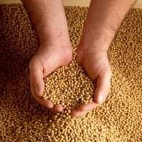 Polemik Konsumsi Kedelai Transgenik   