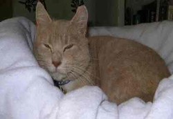 Kucing Senang Mendramatisir Suaranya 