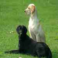 Situs Biro Jodoh Anjing Laris Manis  