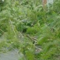 Surat Hijau untuk Pemerintah Kota Tangerang 