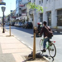 Tabebuya Lebih Hemat Dari Karet Benggol