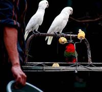 Pasar Burung Barito Menanti Digusur