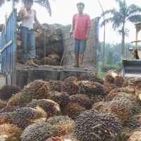 Bunga Kredit Revitalisasi Perkebunan Masih Mencekik Petani