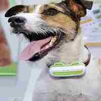 Kalungkan di Lehernya, Terawang Gonggongannya