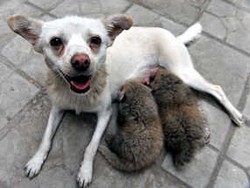 Anjing Jadi Ibu Tiri Bayi Panda