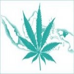 Legalisasi Ganja Tembus 11 Ribu Dukungan di Facebook