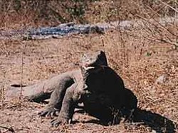 Taman Nasional Komodo Melaju ke Babak Final