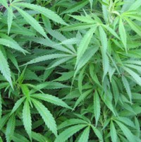 Lhoh, Apple Sajikan Aplikasi Penemu Ganja