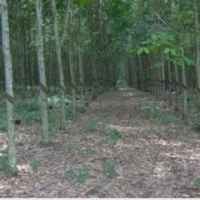 Produksi Karet Dalam Negeri 2009 Turun 300 Ribu Ton