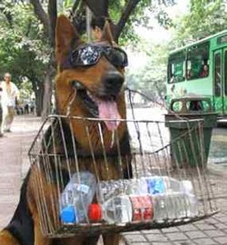 Fei Fei, Anjing Paling Keren