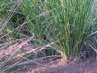 Cegah Longsor, Nagreg Ditanami Rumput Akar Wangi