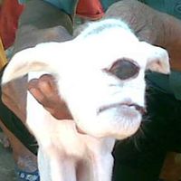 Kambing Aneh Gagal Bertahan Hidup