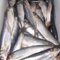Ikan Capelin, si Kaya Omega 3