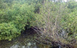Hutan Bakau Mudah Rusak, Pengembang Gagal Buat Tanggul yang Baik