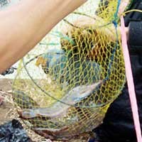 Lele Jadi Komoditas Utama