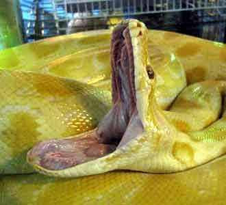Python Albino Masih Jadi Idola