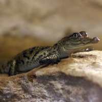 Buaya Hebohkan Penumpang Pesawat