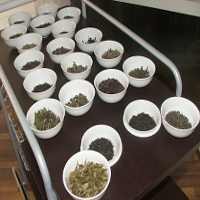 Beda Jenis Teh, Beda Pula Khasiatnya!