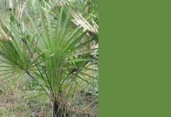 Herbal untuk Pembengkakan Prostat