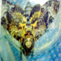 Kupu Misterius Itu Akan Dibakar Satu Minggu Mendatang