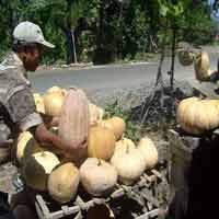 Jelang Ramadan, Marak Penjual Waluh di Jalur Madiun
