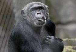 Malaria Kemungkinan Ditularkan dari Simpanse