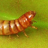 Ulang Tahun Worm Blaster