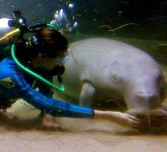 Nadine Menyelam Bersama Dugong