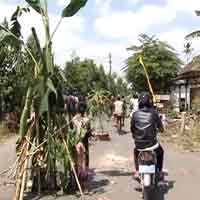 Kesal, Jalur Alternatif Kediri-Blitar Ditanami Pisang