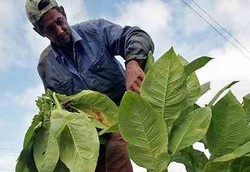 Vaksin Tembakau untuk Sakit Perut Norovirus