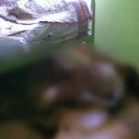 Warga Pengampon Tewas Membusuk di Rumahnya