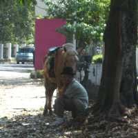 Weekend Ramadan, Wisata Kuda Cilaki Sepi