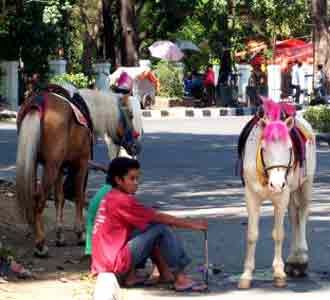 Wisata Kuda Cilaki Sepi