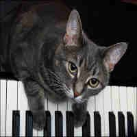 Kucing Main Piano Cetak Hits di YouTube