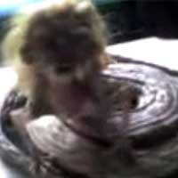 Ular Berkepala Manusia di Trenggalek Heboh di Youtube