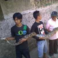 Ular Sanca Kembang Hebohkan Warga Cipedes