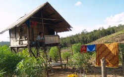 Dari Hutan Mengusir Kemiskinan 