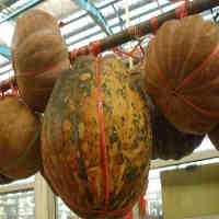 Labu Parang Enak Kaya Manfaat