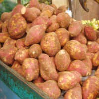 Ubi Merah yang Sarat Manfaat