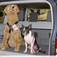 10 Mobil Paling Aman Buat Hewan Peliharaan