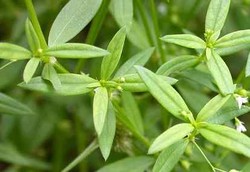 Ekstrak Rumput Mutiara Hambat Perkembangan Kanker