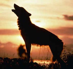 Surat Perintah Bunuh untuk 3 Srigala