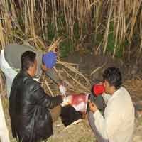 Pembunuh Pria Berkaos Kristal Meja Komputer Dibekuk, 1 Orang Diburu