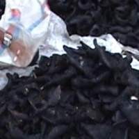 800 Kg Kikil Berformalin Ditemukan di Kebumen 