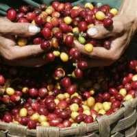 Jumlah Eksportir Kopi Makin Menciut 