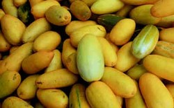 Si Kuning Segar Untuk Berbuka