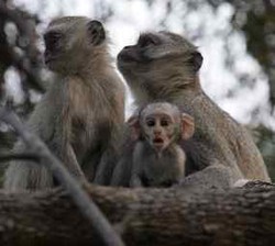 Presiden Zambia Minta Monyet yang Mengencinginya Dipindahkan