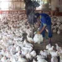 Bisnis Rumah Potong Ayam Belum Banyak Dilirik
